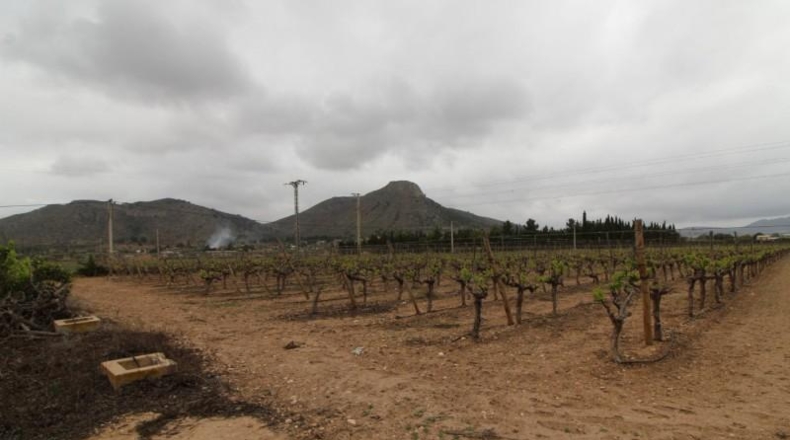 Alicante - Aspe - 13000m2