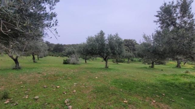 Córdoba - Villanueva del Duque - 20000m2