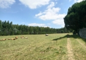 Sòl urbà en venda a la España, Ordes, ref.: TR115479 foto