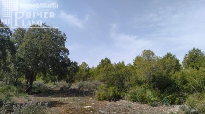 Ciudad Real - Tomelloso - 120000m2