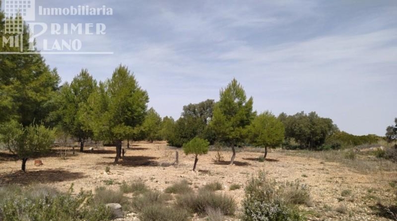 Ciudad Real - Tomelloso - 120000m2