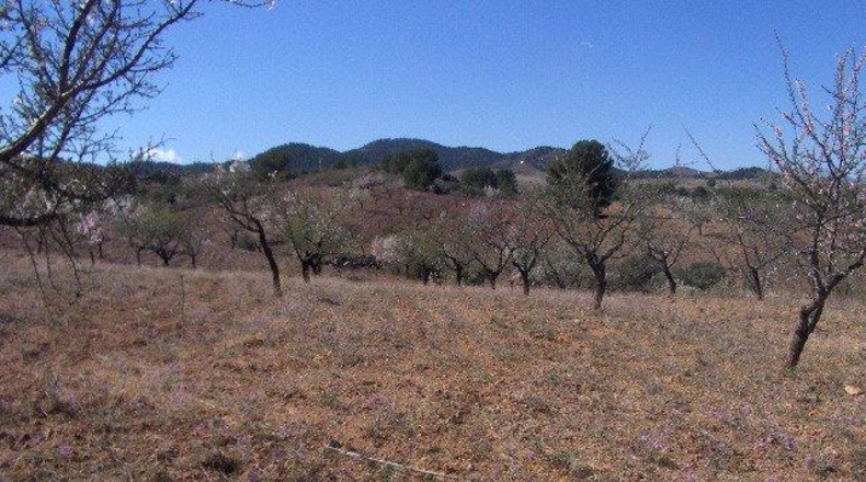 Múrcia - Lorca - 202545m2