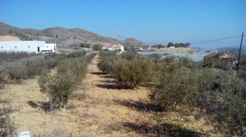 Múrcia - Cehegín - 19000m2