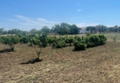 Casa amb terreny en venda a la España, Chiclana de la Frontera, ref.: TR302290 foto