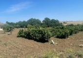Casa amb terreny en venda a la España, Chiclana de la Frontera, ref.: TR302290 foto