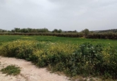 Xalet independent amb terreny en venda a la España, Écija, ref.: TR155068 foto