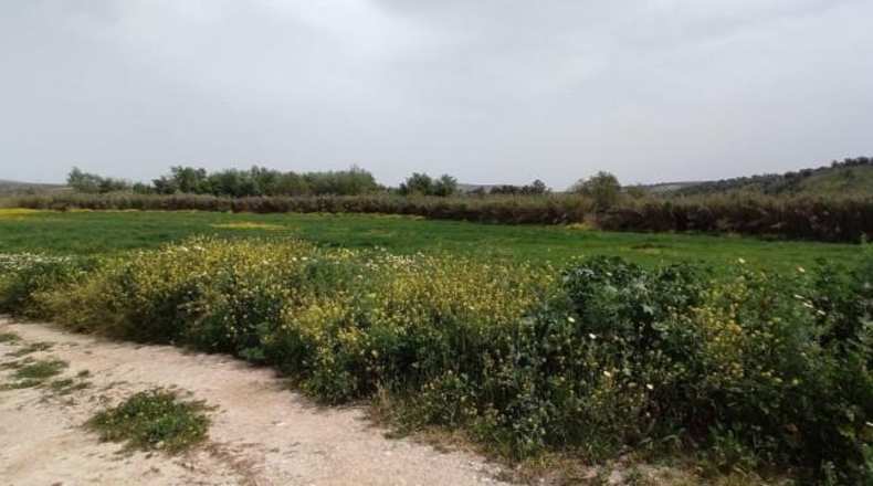 Sevilla - Écija - 12977m2