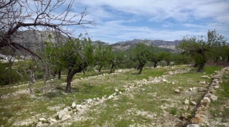 Alicante - Callosa de Ensarriá - 11000m2