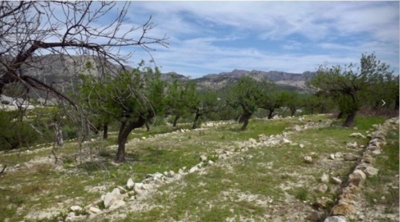 Alicante - Callosa de Ensarriá - 11000m2