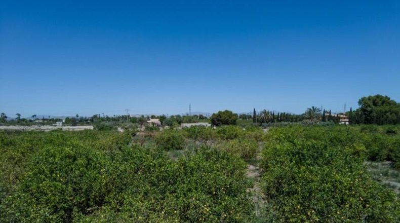Alicante - Elx - 10000m2