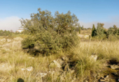 Sòl urbà en venda a la España, Toledo, ref.: TR123057 foto