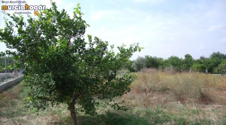 Múrcia - Murcia - 4800m2