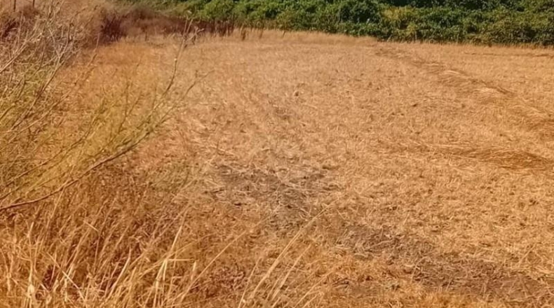 Cádiz - Chiclana de la Frontera - 1359m2