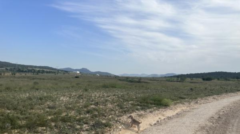 Alicante - Salinas - 69000m2