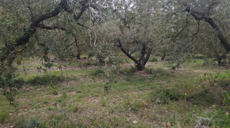 Tarragona - Mont-roig del Camp - 19320m2