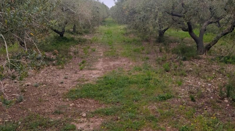 Tarragona - Mont-roig del Camp - 19320m2