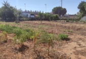 Terreny no urbanitzable en venda a la España, Sanlúcar de Barrameda, ref.: TR172023 foto
