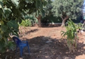 Terreny no urbanitzable en venda a la España, Sanlúcar de Barrameda, ref.: TR172023 foto