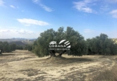 Земля на продажу у города Aguilar de la Frontera Фото