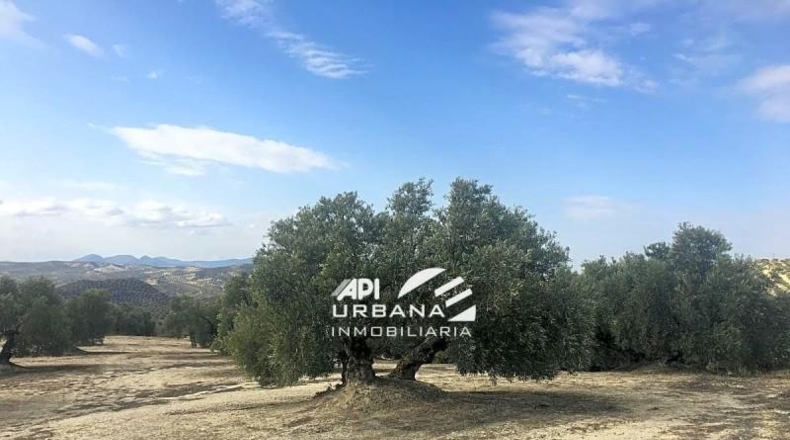Córdoba - Aguilar de la Frontera - 125213m2