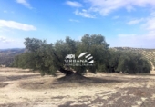 Земля на продажу у города Aguilar de la Frontera Фото