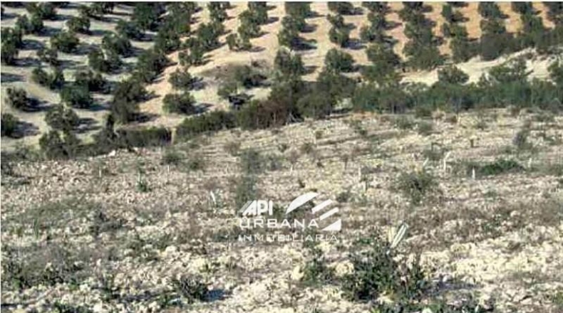 Córdoba - Aguilar de la Frontera - 125213m2