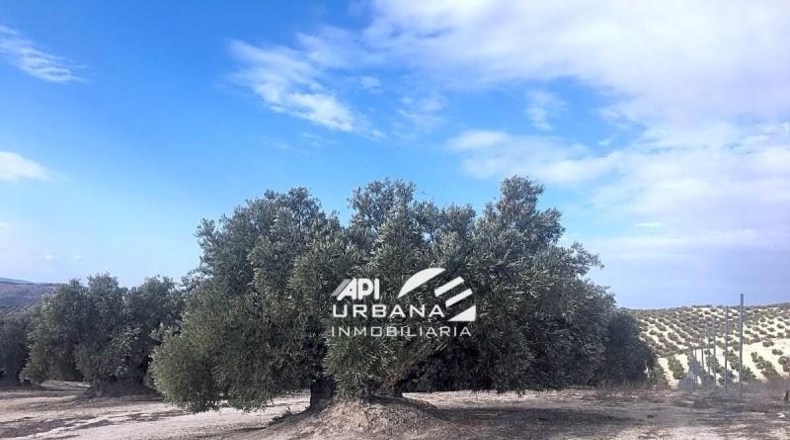 Córdoba - Aguilar de la Frontera - 125213m2