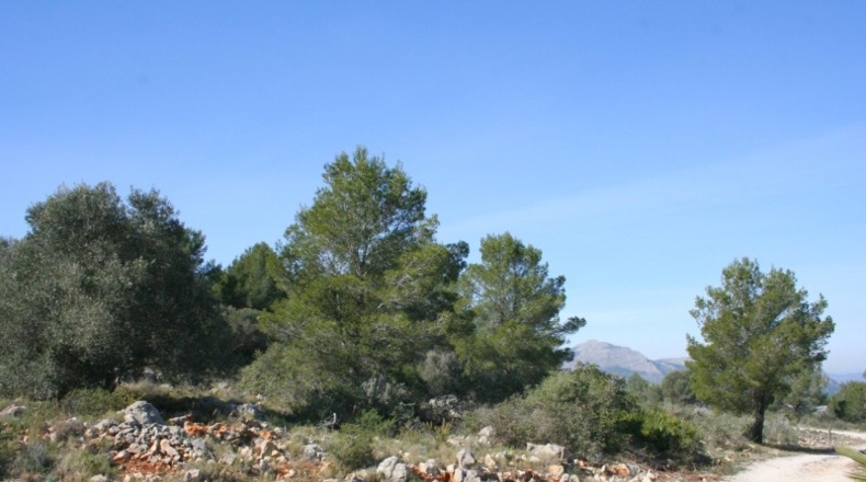 Alicante - Benidoleig - 10222m2