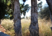 Urban land for sale on España, Torrent, ref: TR117108 photo
