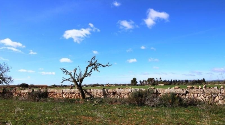 Islas Baleares - Campos - 24900m2