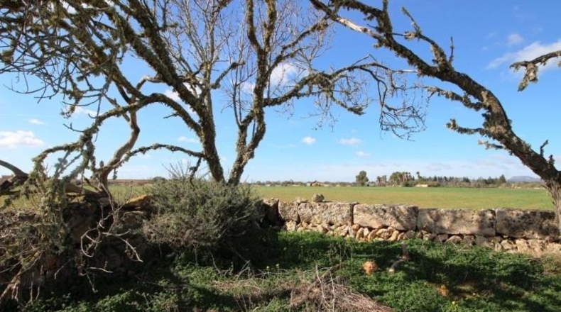 Islas Baleares - Campos - 24900m2