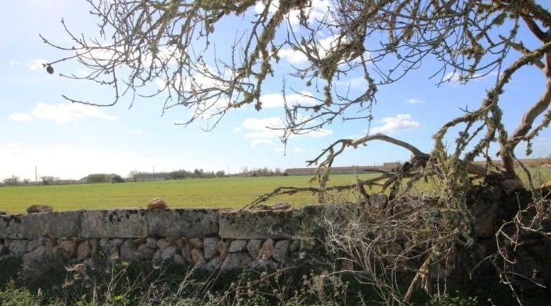 Islas Baleares - Campos - 24900m2