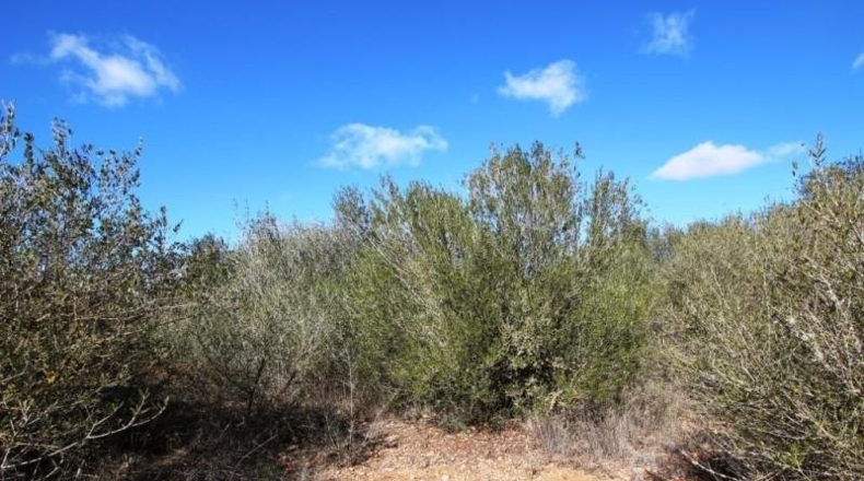 Islas Baleares - Campos - 24900m2