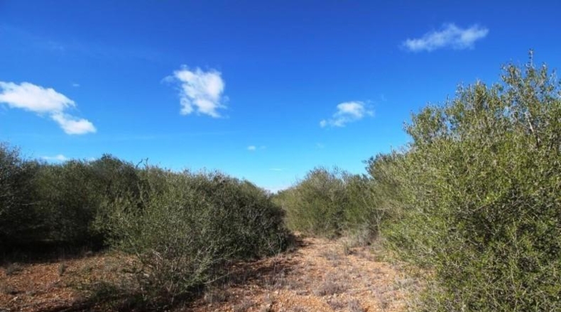 Islas Baleares - Campos - 24900m2