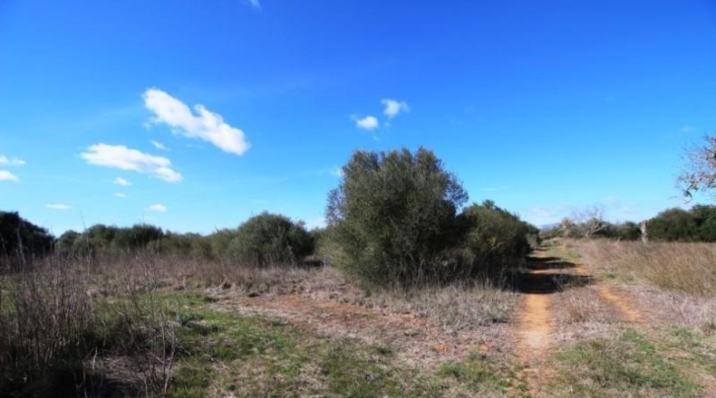 Islas Baleares - Campos - 24900m2