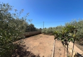 Xalet independent amb terreny en venda a la España, Alcanar, ref.: TR321477 foto