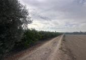 Casa de campo con terreno en venta en la España, Orihuela, ref: TR328447 foto