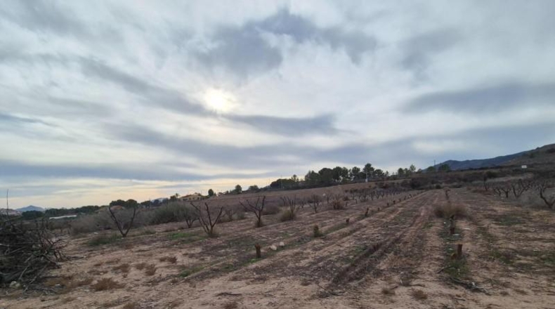 Alicante - Monòver - 25000m2