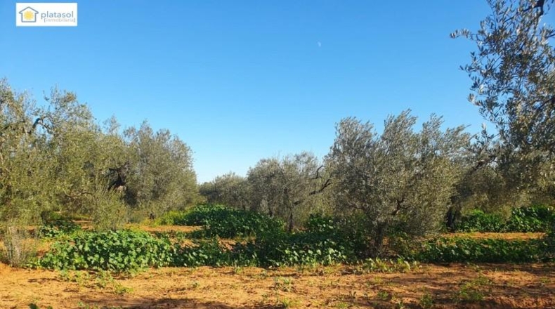 Sevilla - Aznalcázar - 22550m2