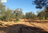 Xalet independent amb terreny en venda a la España, Aznalcázar, ref.: TR154203 foto