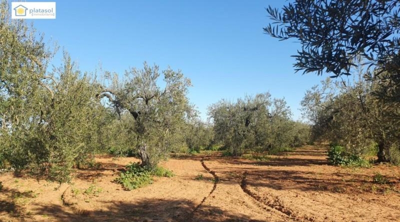 Sevilla - Aznalcázar - 22550m2