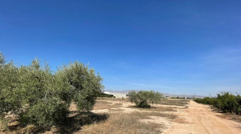 Alicante - Crevillente - 22783m2