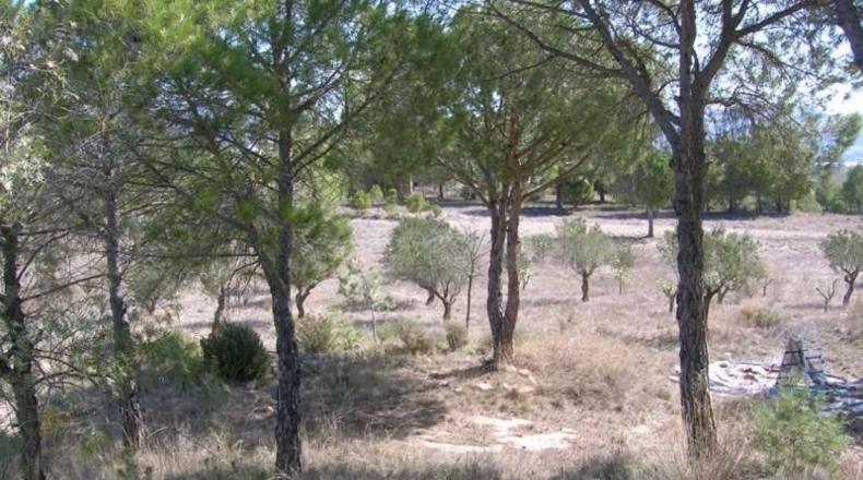 Alicante - Castalla - 13477m2