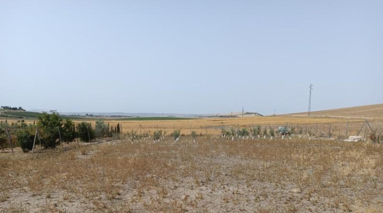 Cádiz - Villamartín - 1700m2