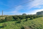 House with land for sale on España, Alzira, ref: TR372647 photo