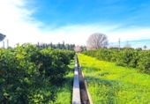 House with land for sale on España, Alzira, ref: TR372647 photo