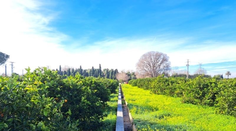 Valencia - Alcira - 24408m2