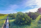 House with land for sale on España, Alzira, ref: TR372647 photo