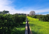 House with land for sale on España, Alzira, ref: TR372647 photo