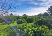 House with land for sale on España, Alzira, ref: TR372647 photo